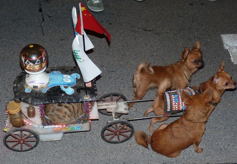 Shanghai-cat-chariot-CIT.jpg