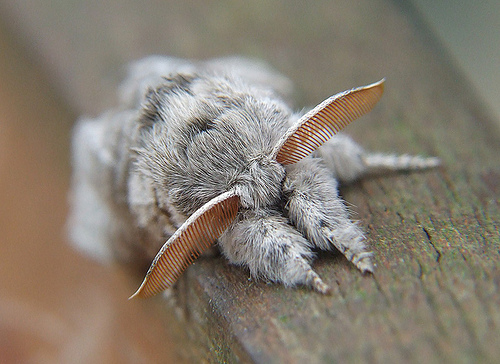 fluffymoth.jpg